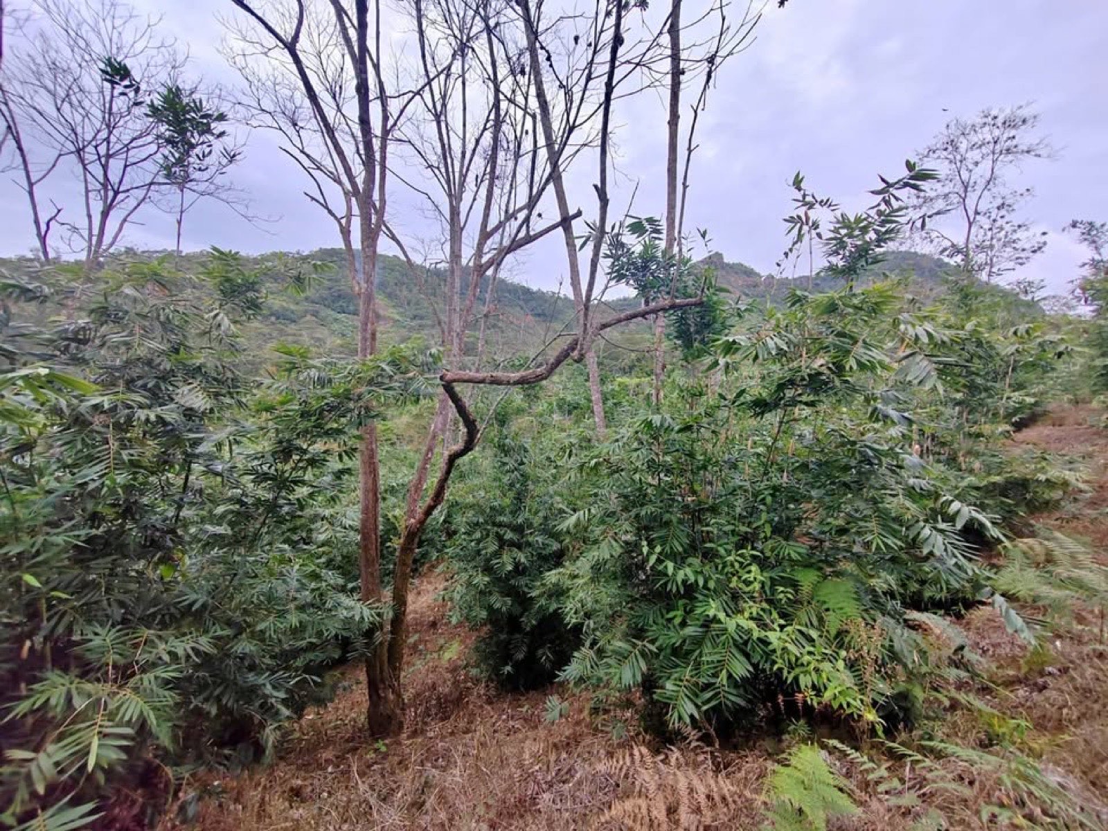 3 Ha Mountain Terraces, San Isidro