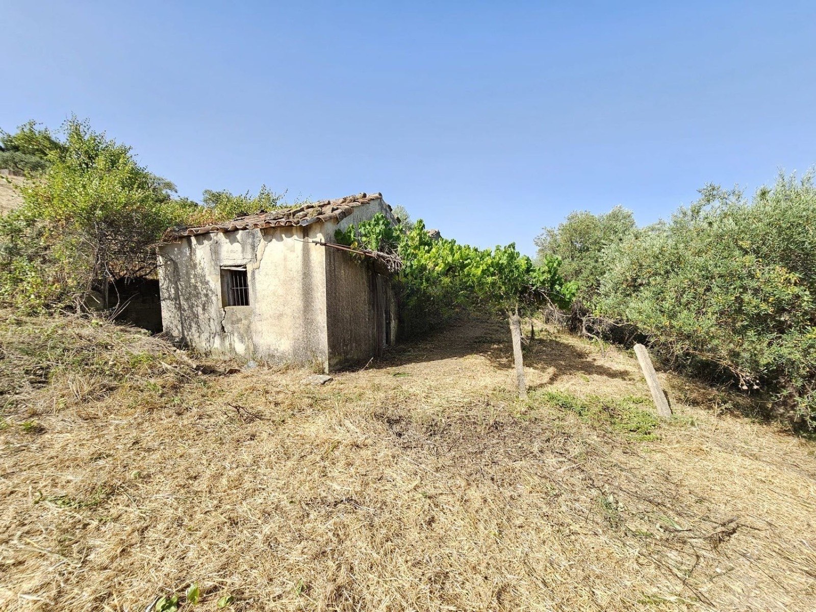 Storehouse on 13000 m2 olive grove, Collesano